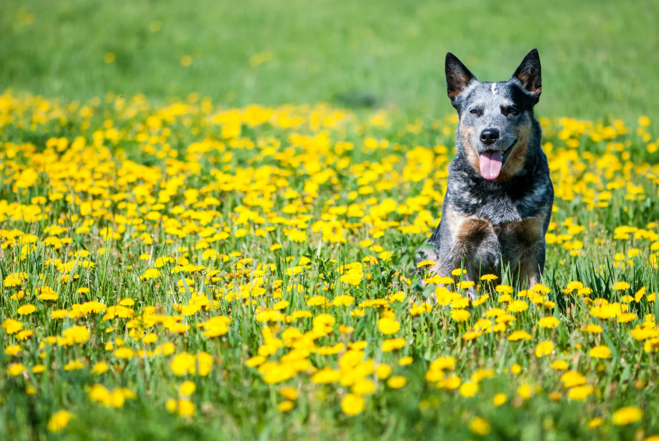 Australian Cattle Dog 