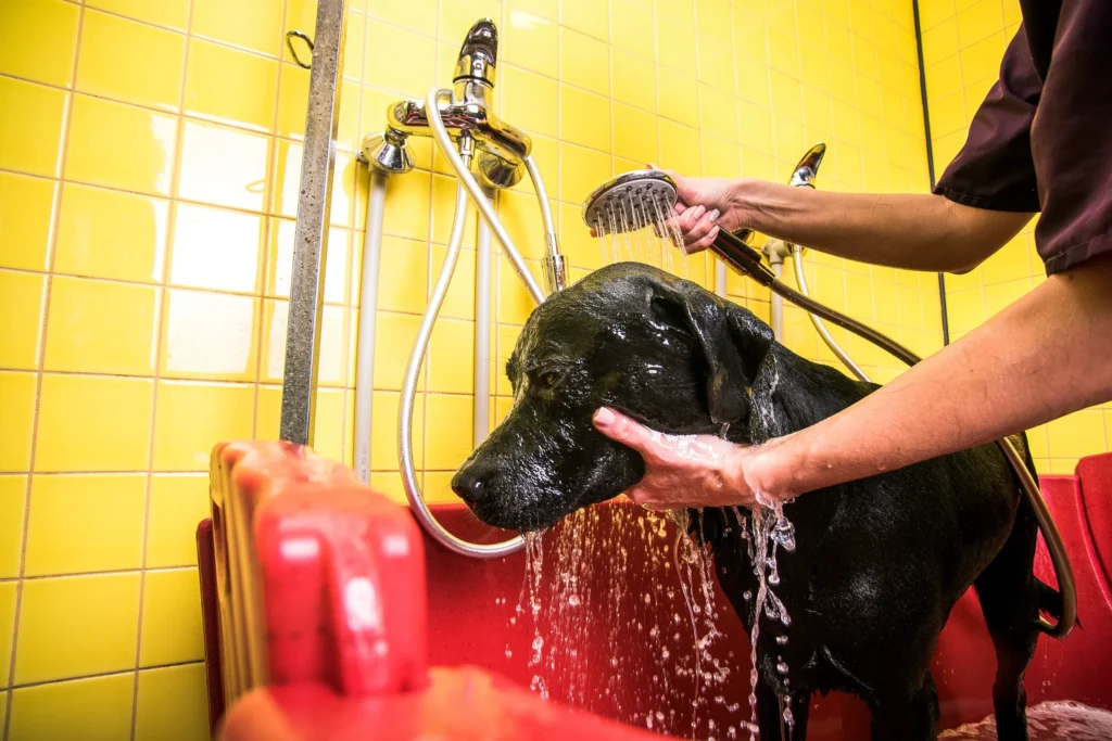 Grooming of black colored german shepherd