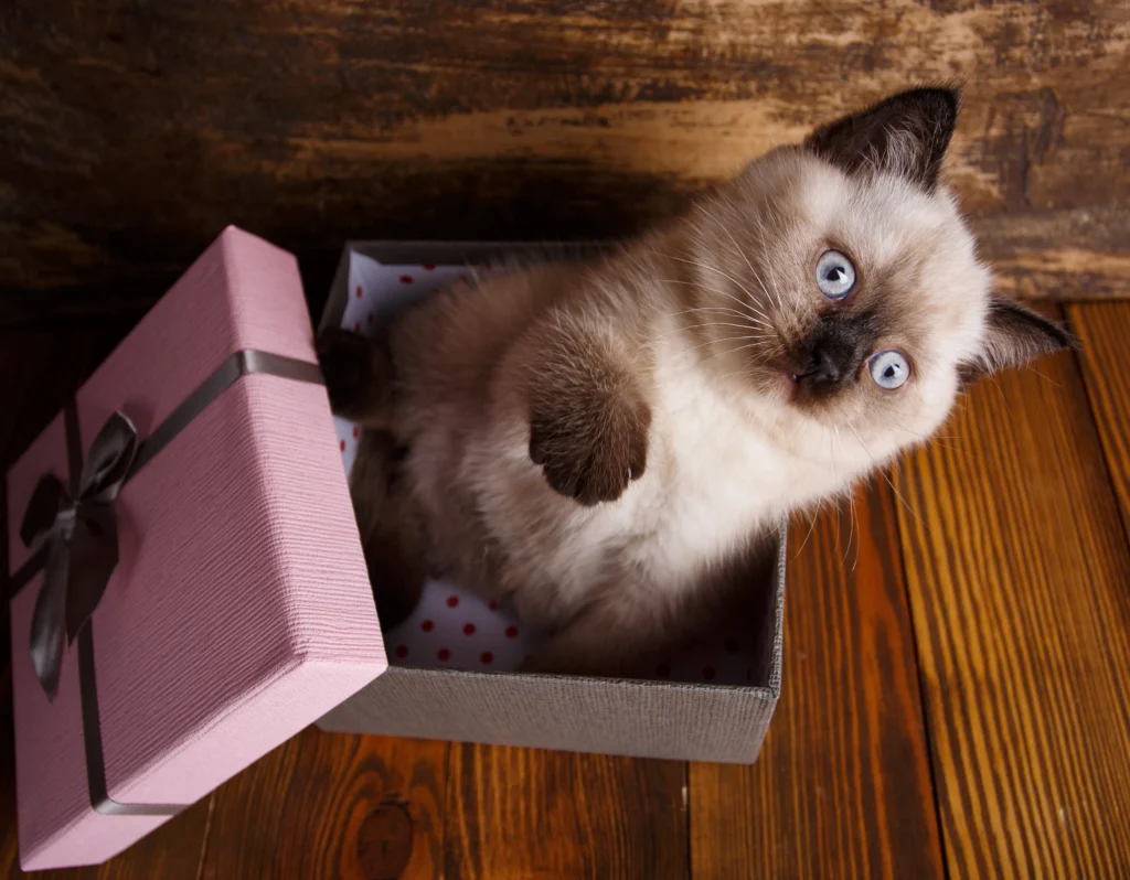 Finding and Choosing a Brown Ragdoll Kitten