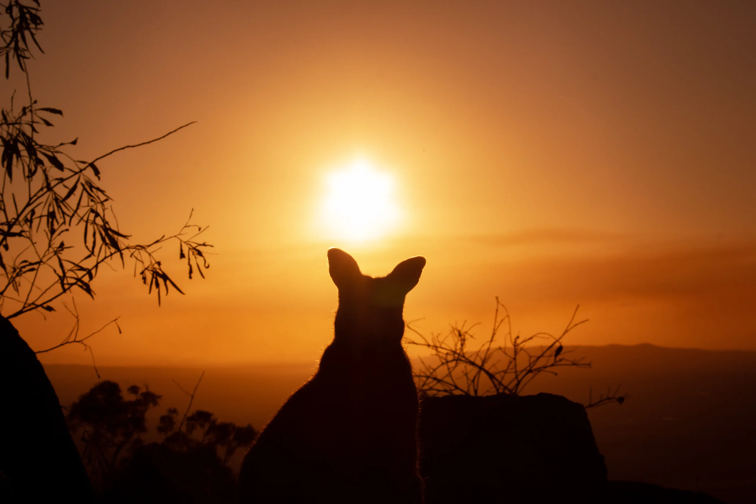 Australian Cattle Dog Pitbull Mix standin alone