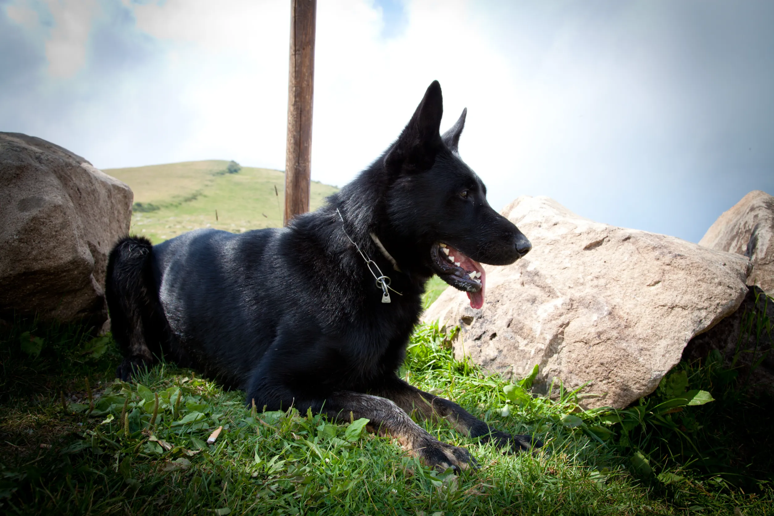 Breeding black colored german shepherd