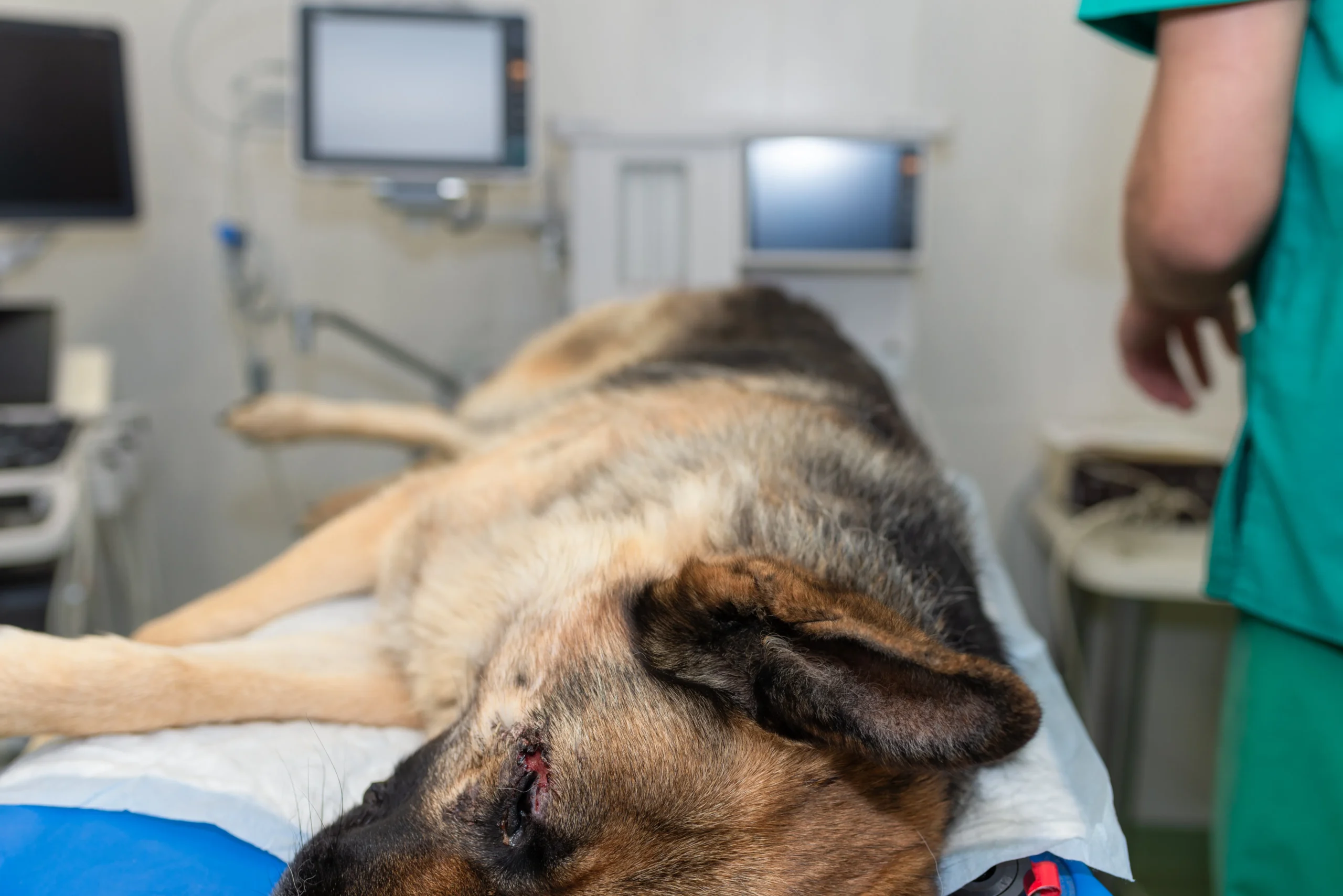 A veterinarian check Australian Cattle Dog Pitbull Mix 