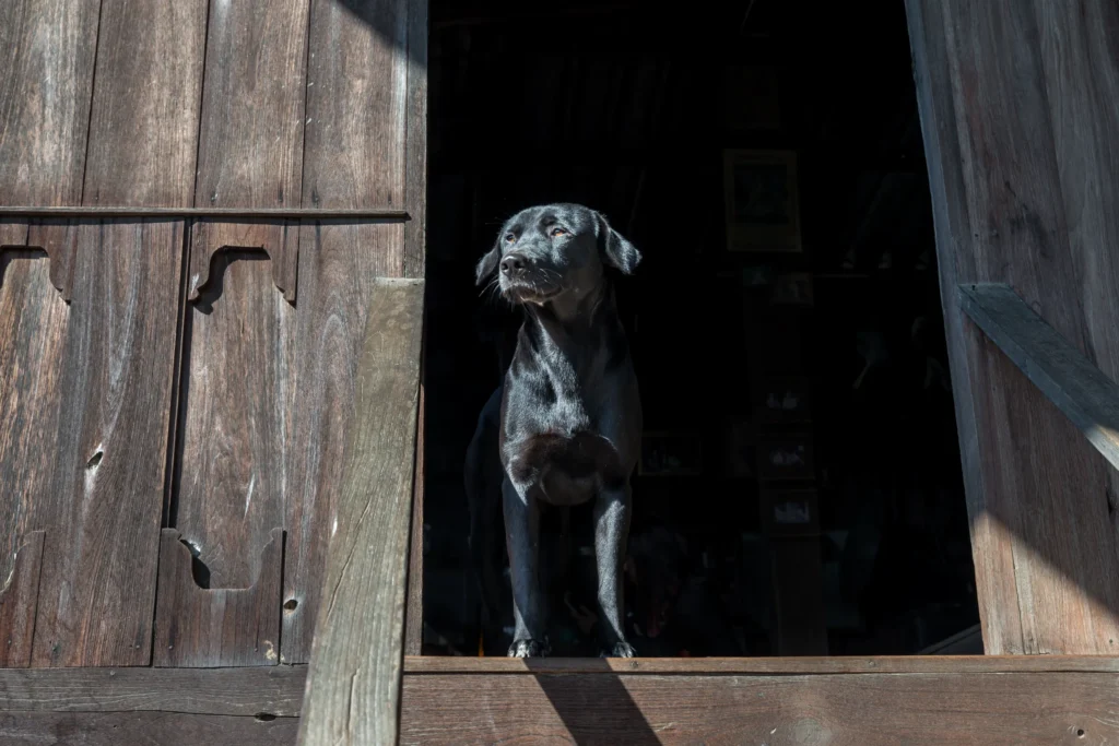 Great Dane guard a old house