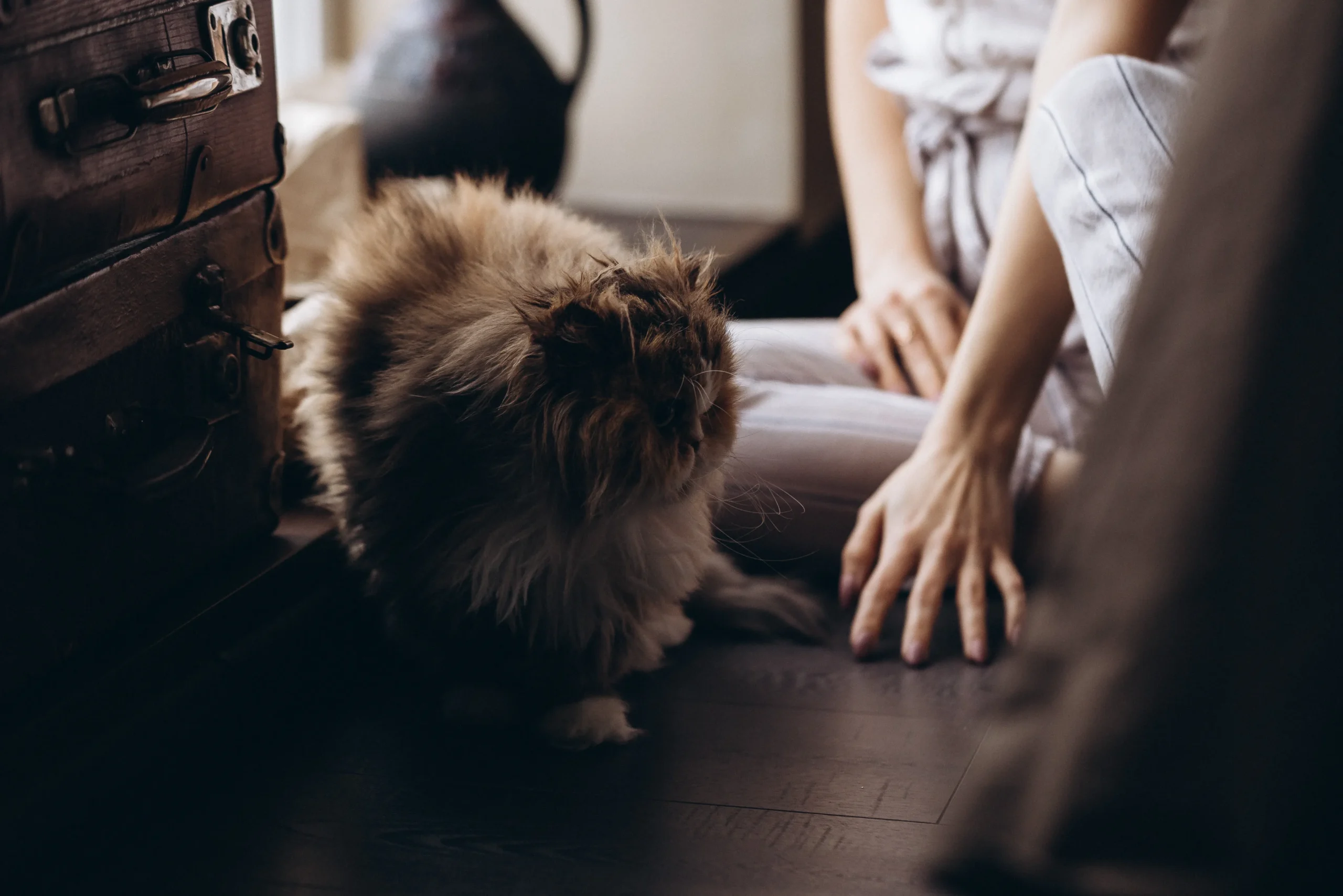 Living with a Brown Ragdoll Cat: Experiences and Stories