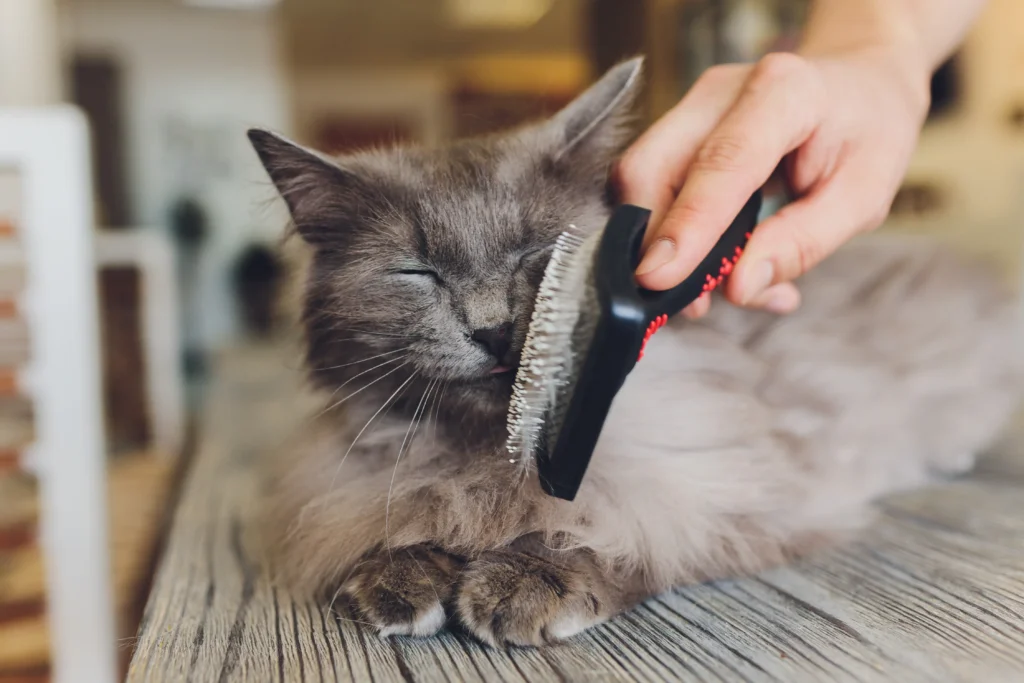 A grooming toolkit with a brush, comb, and nail clipper, alongside a well-groomed 