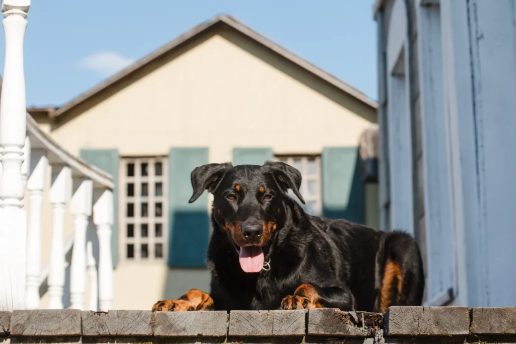 Rottweiler dog guard house