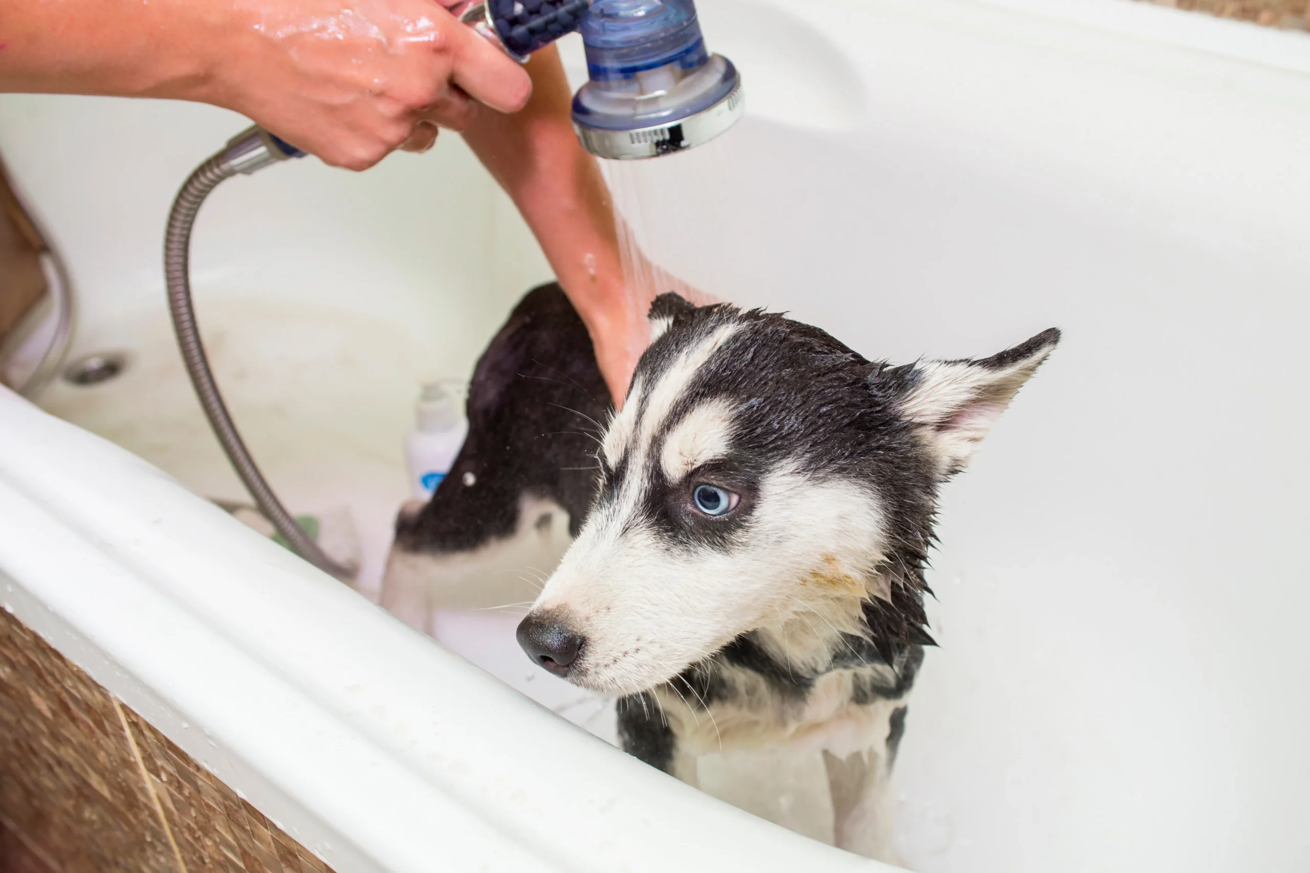 Grooming Australian Cattle Dog Pitbull Mix 