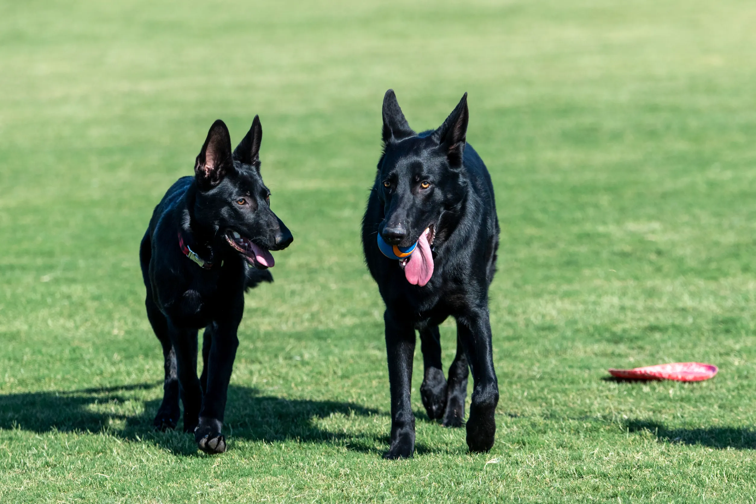 Black colored german shepherd walking 