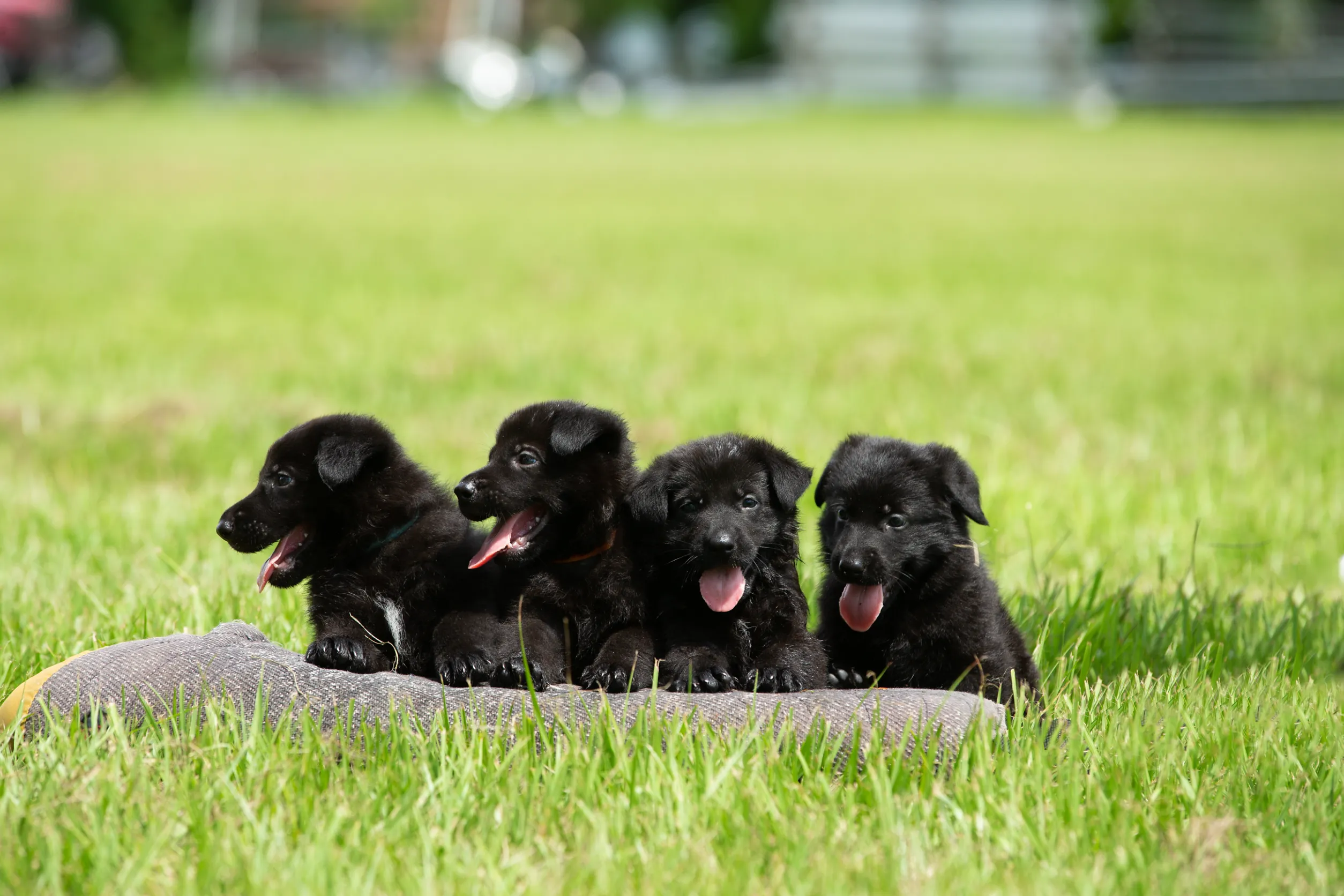 Black german shepherd puppies