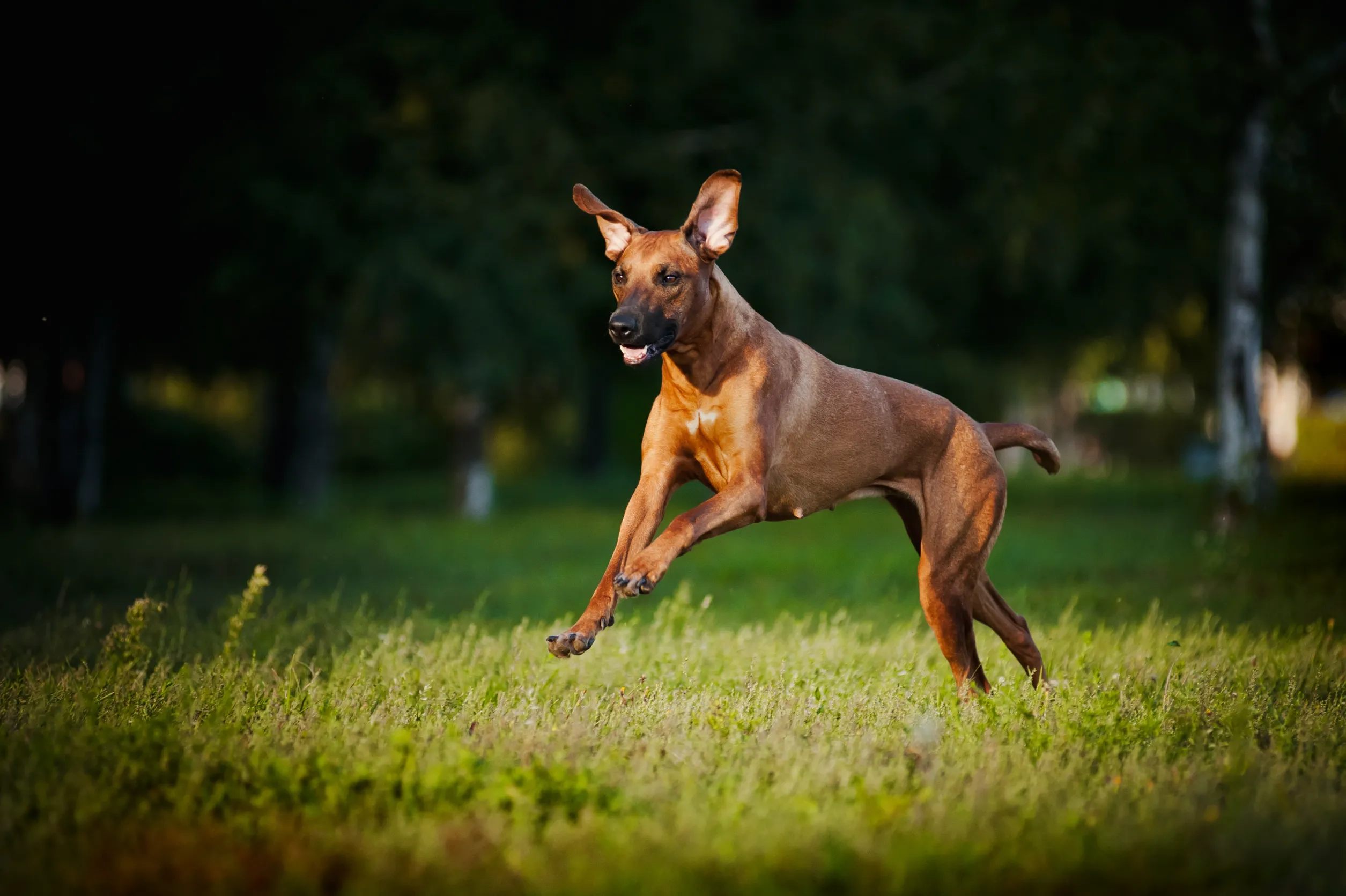 Belgian Malinois running