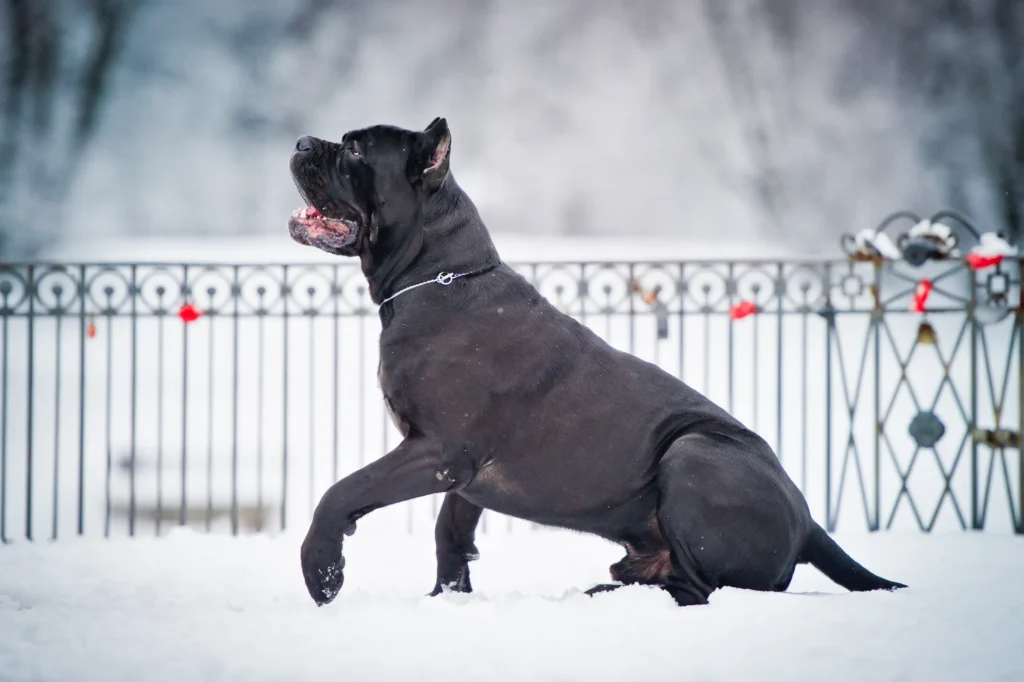 Cane Corso style