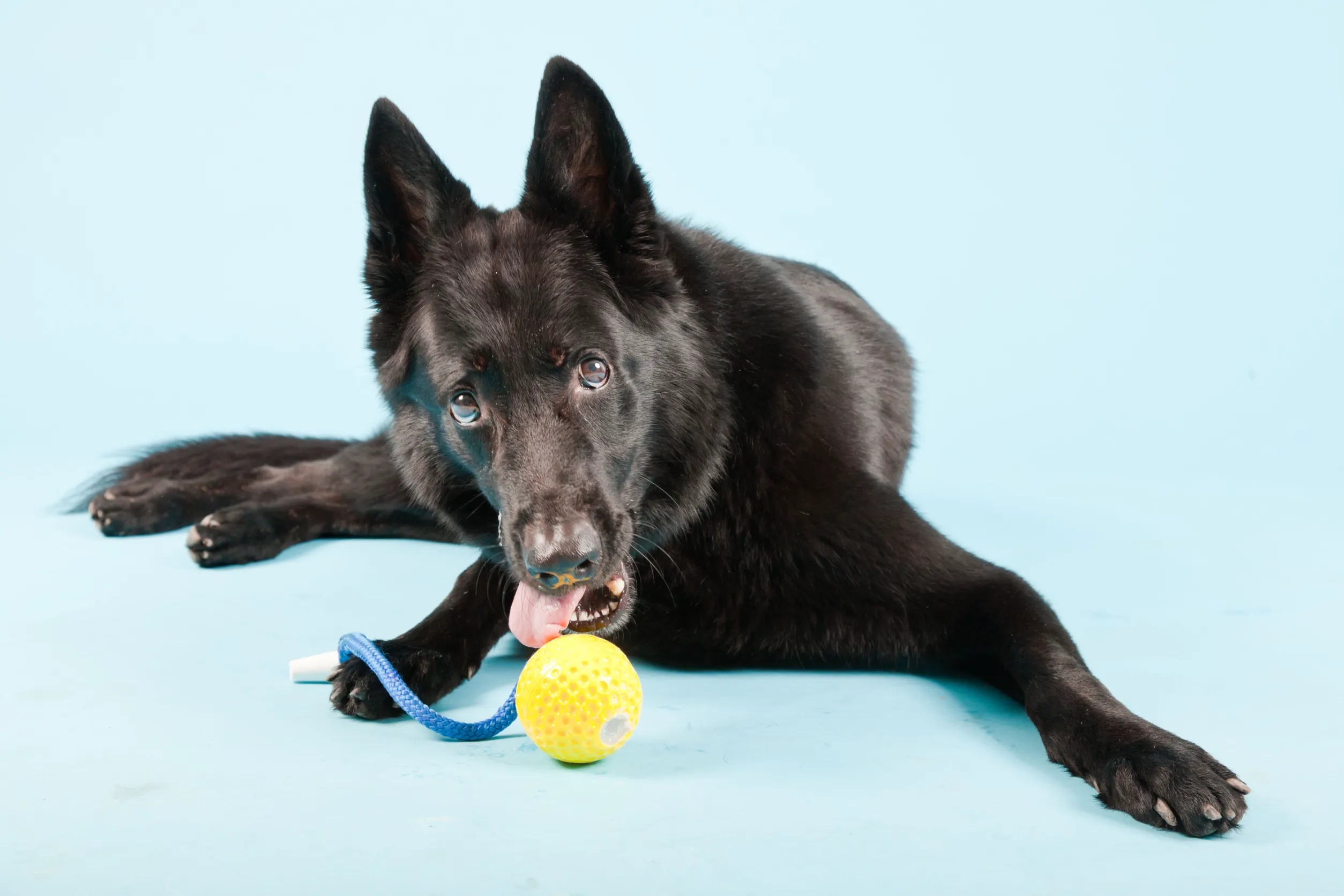 Black colored german shepherd isn;t aggressive at all