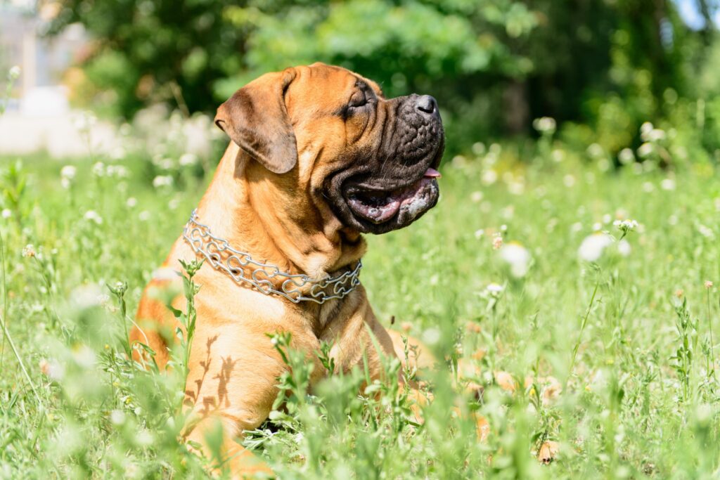 Bullmastiff dog lying