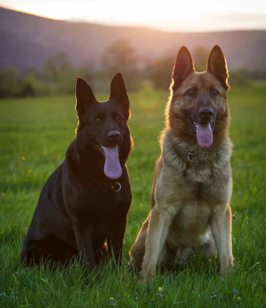 A side by side comparison of Black Colored German Shepherd with golden german shepherd