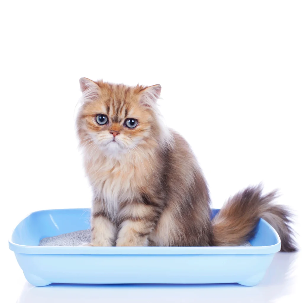 A person grooming a brown Ragdoll, brushing its silky fur to prevent matting.