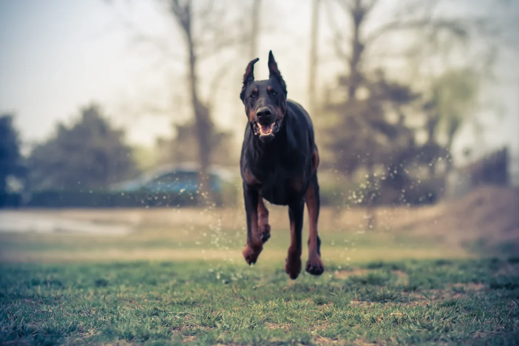 Doberman pinscher running on the ground