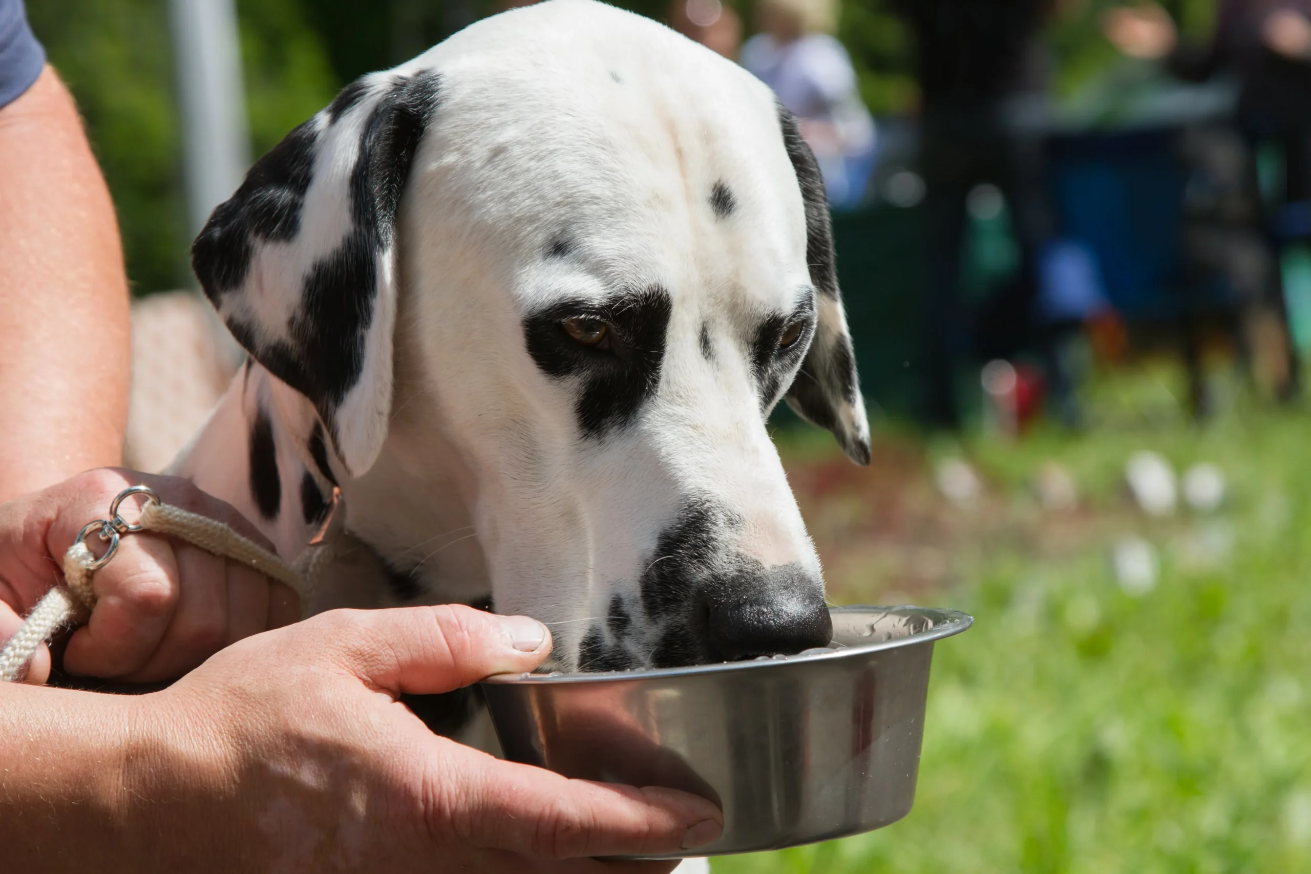 Owner feed argentine dogo mix pitbull