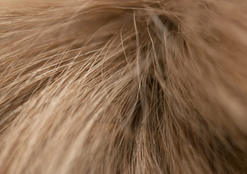 A close-up of a brown Ragdoll’s fur, focusing on the silky, semi-long hair to showcase its texture.