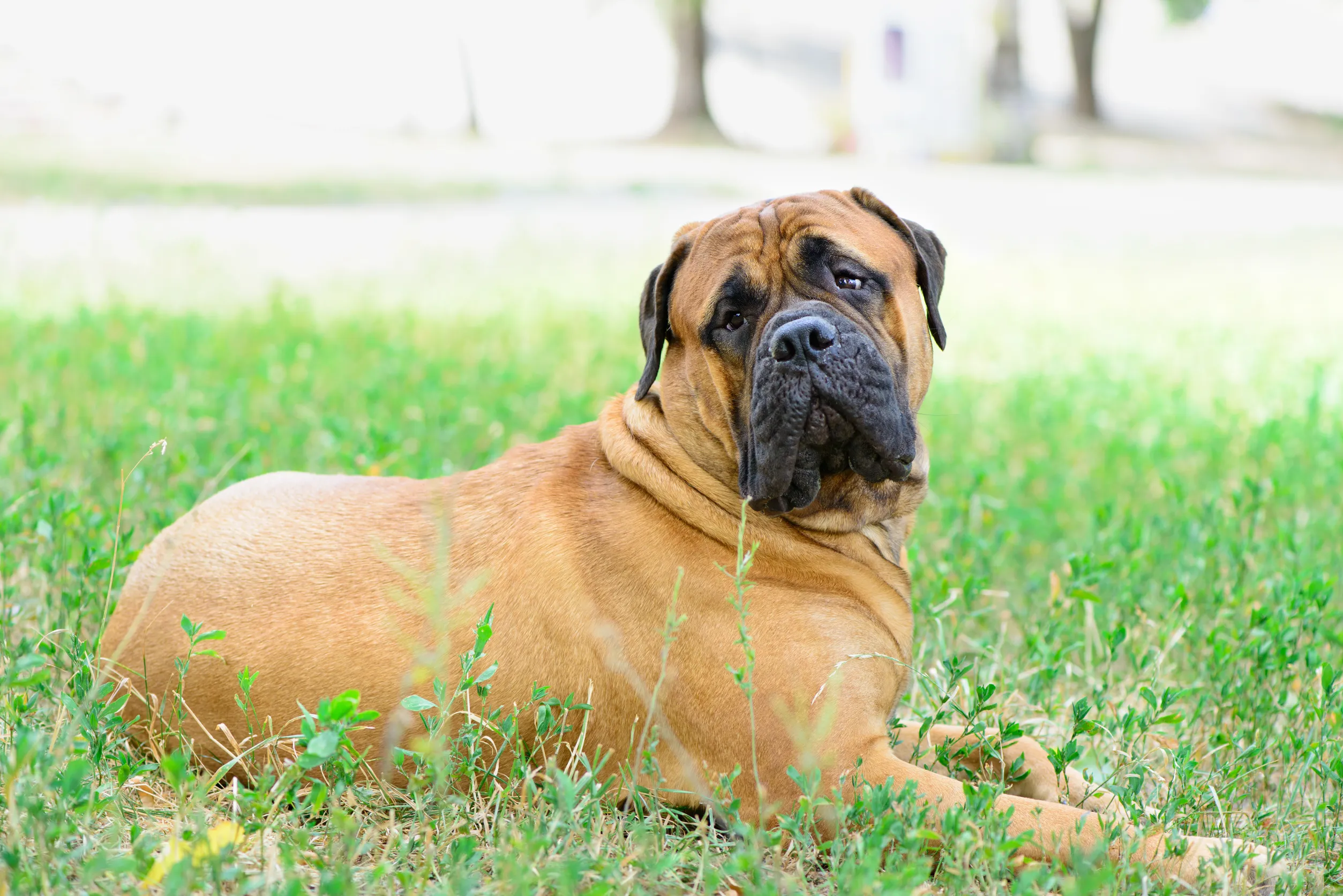 A Bullmastiff relaxing