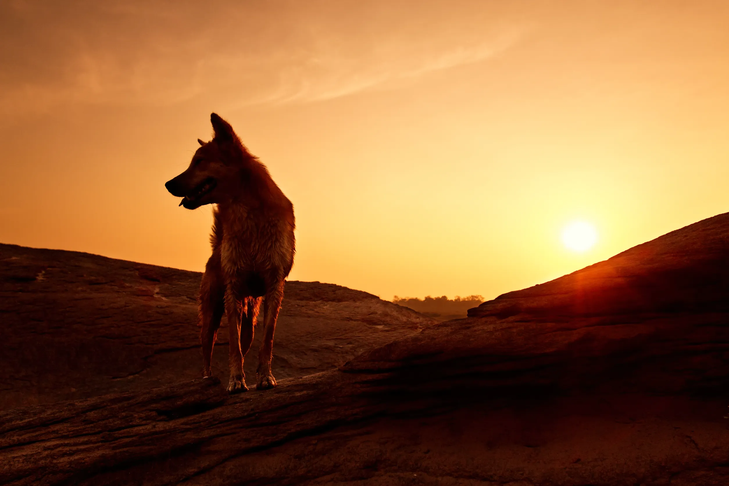 Black colored german shepherd standing in sunset 