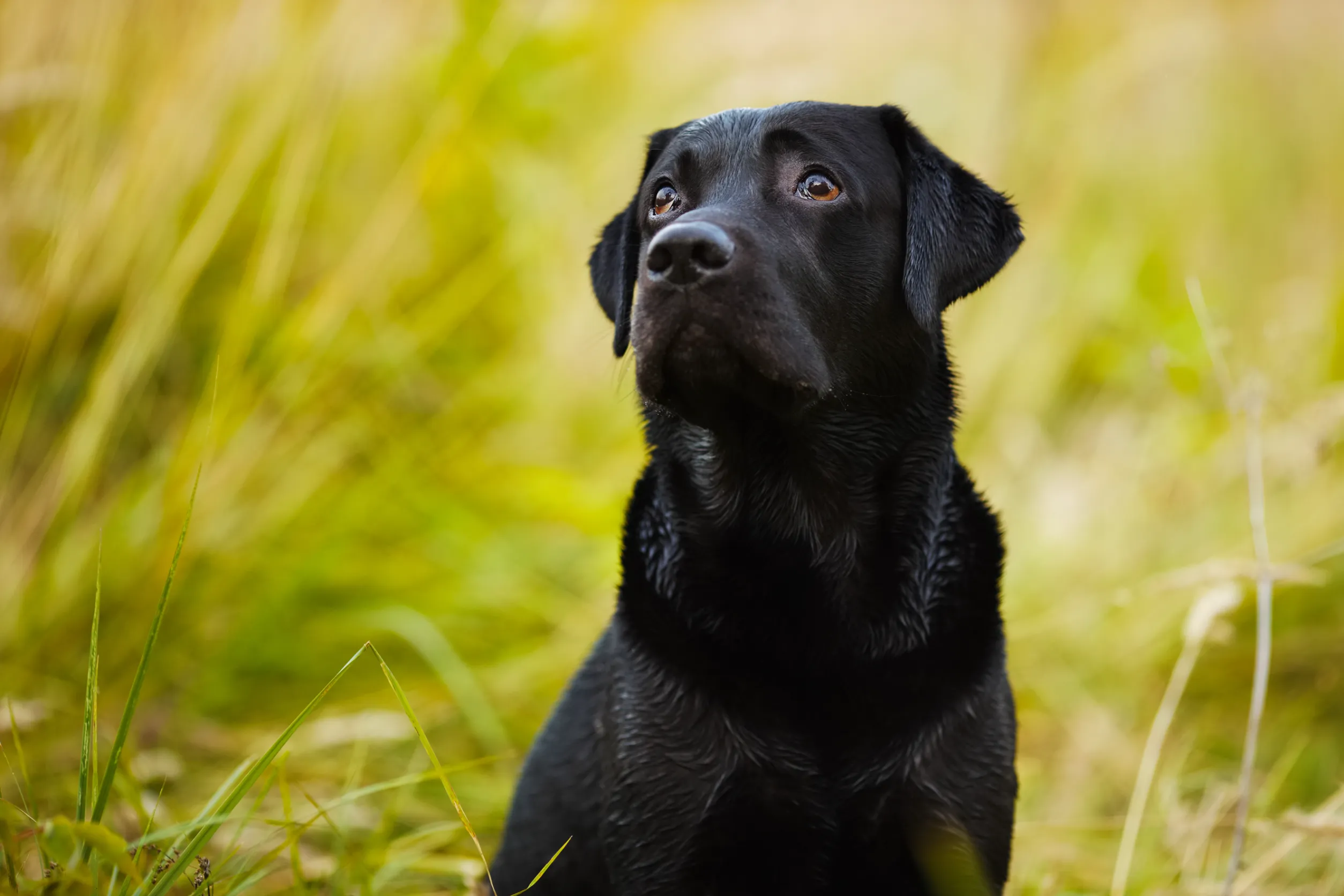 Black lab german shepherd mix