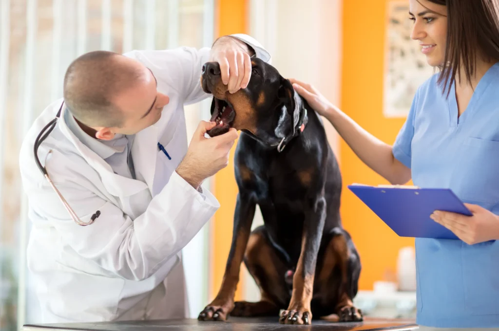 vet check dog