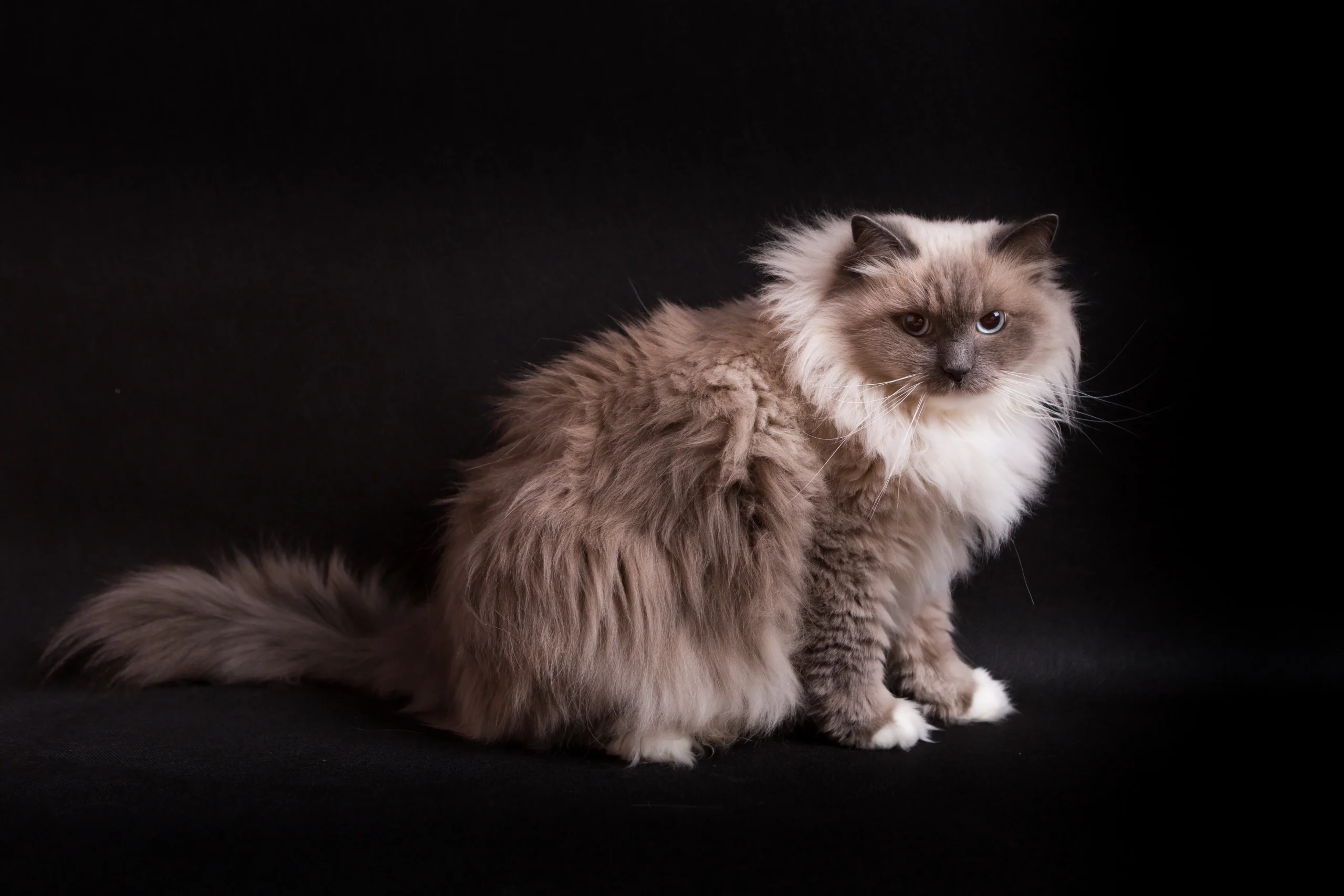 A vintage-style photo collage showing Ann Baker and the original Ragdoll cats, including Josephine, to illustrate the breed's origins.