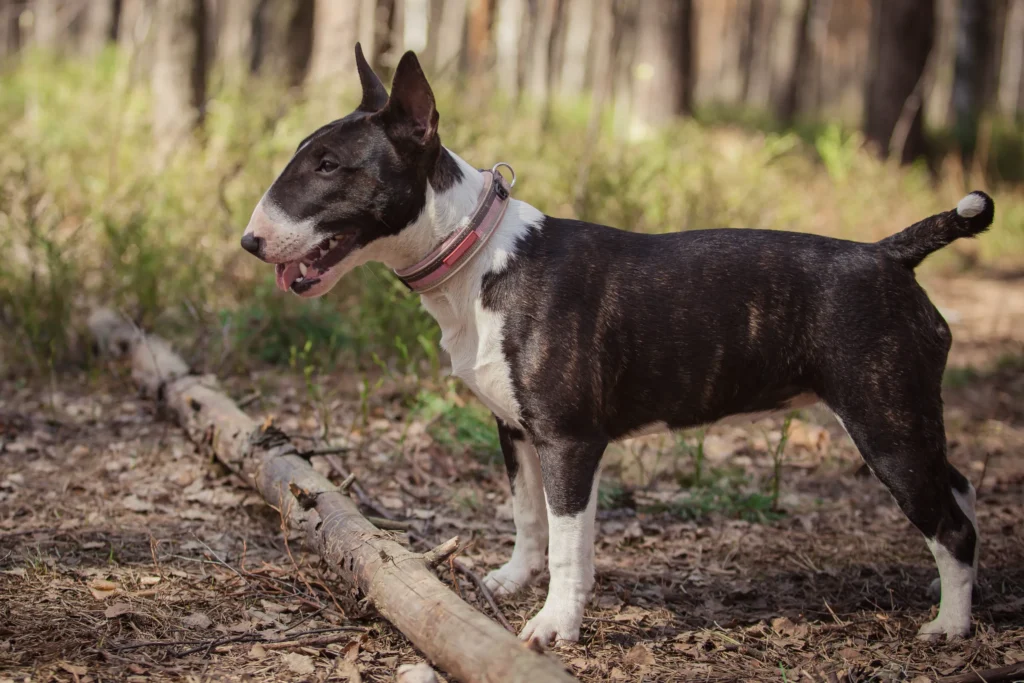 American pitbull terrier