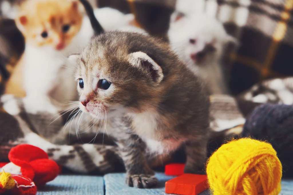 A brown Ragdoll kitten playing with toys and interacting with different people, showing early socializationA brown Ragdoll kitten playing with toys and interacting with different people, showing early socialization