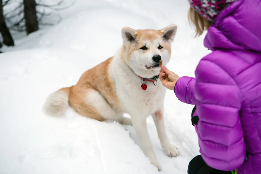 Akita with curiosity 