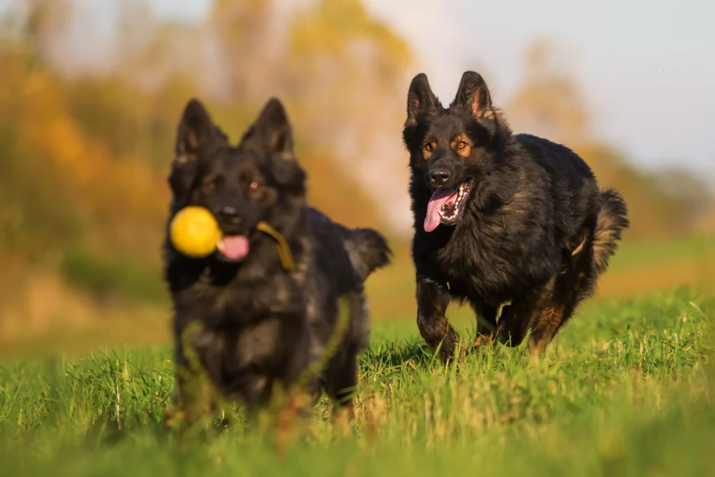 Black colored german shepherd playing on the ground