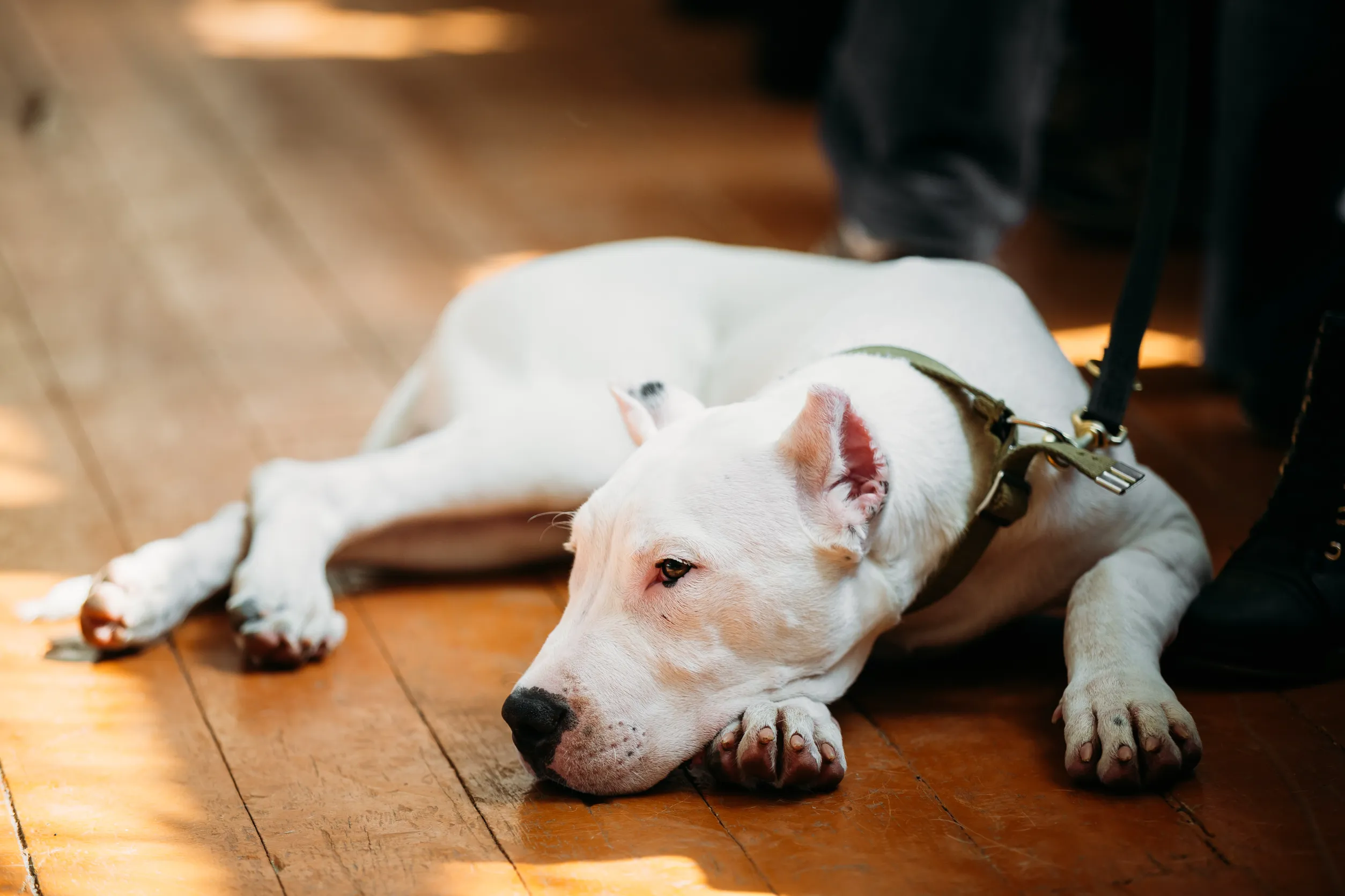 argentine dogo mix pitbull relaxing indoor