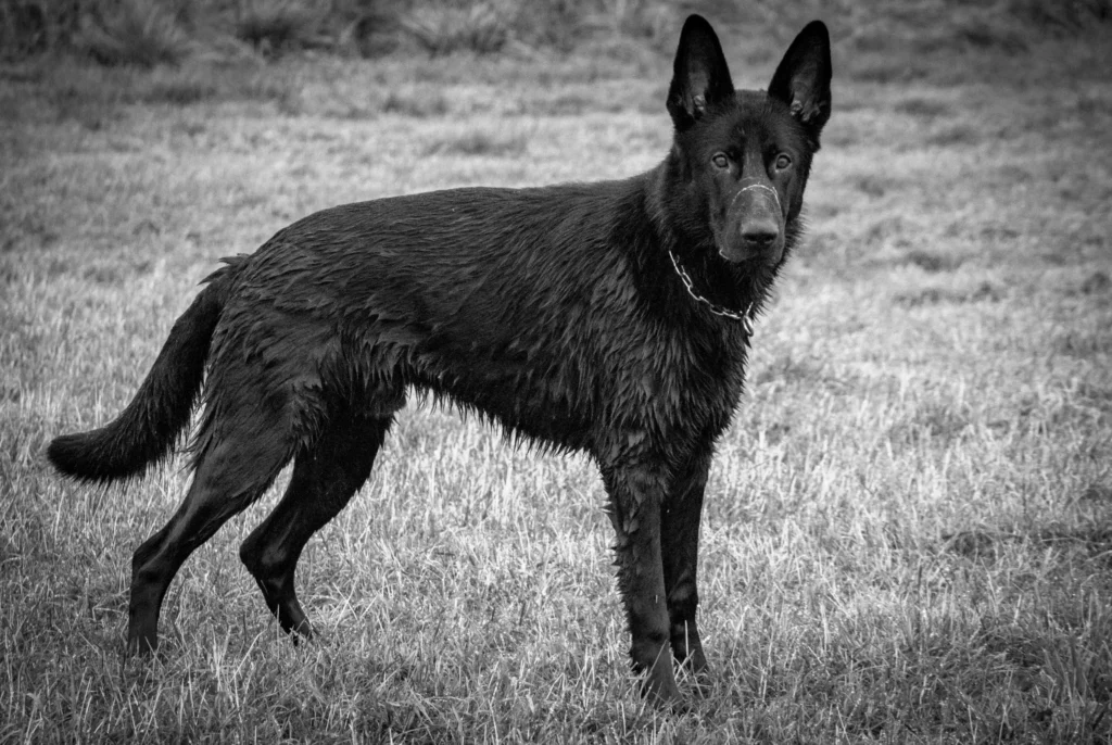 brief history of Black Colored German Shepherd.