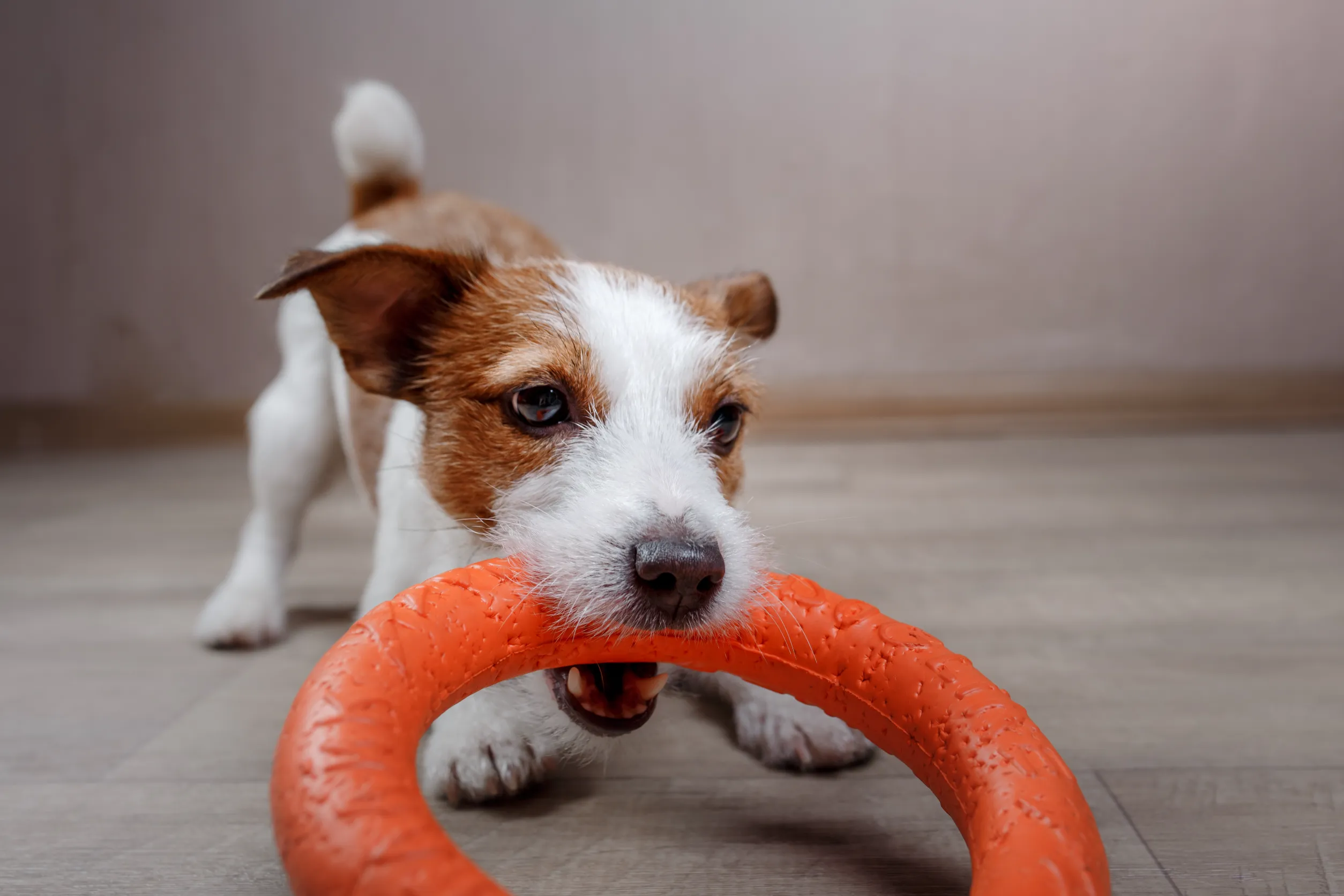 A puppy in a socialization training session