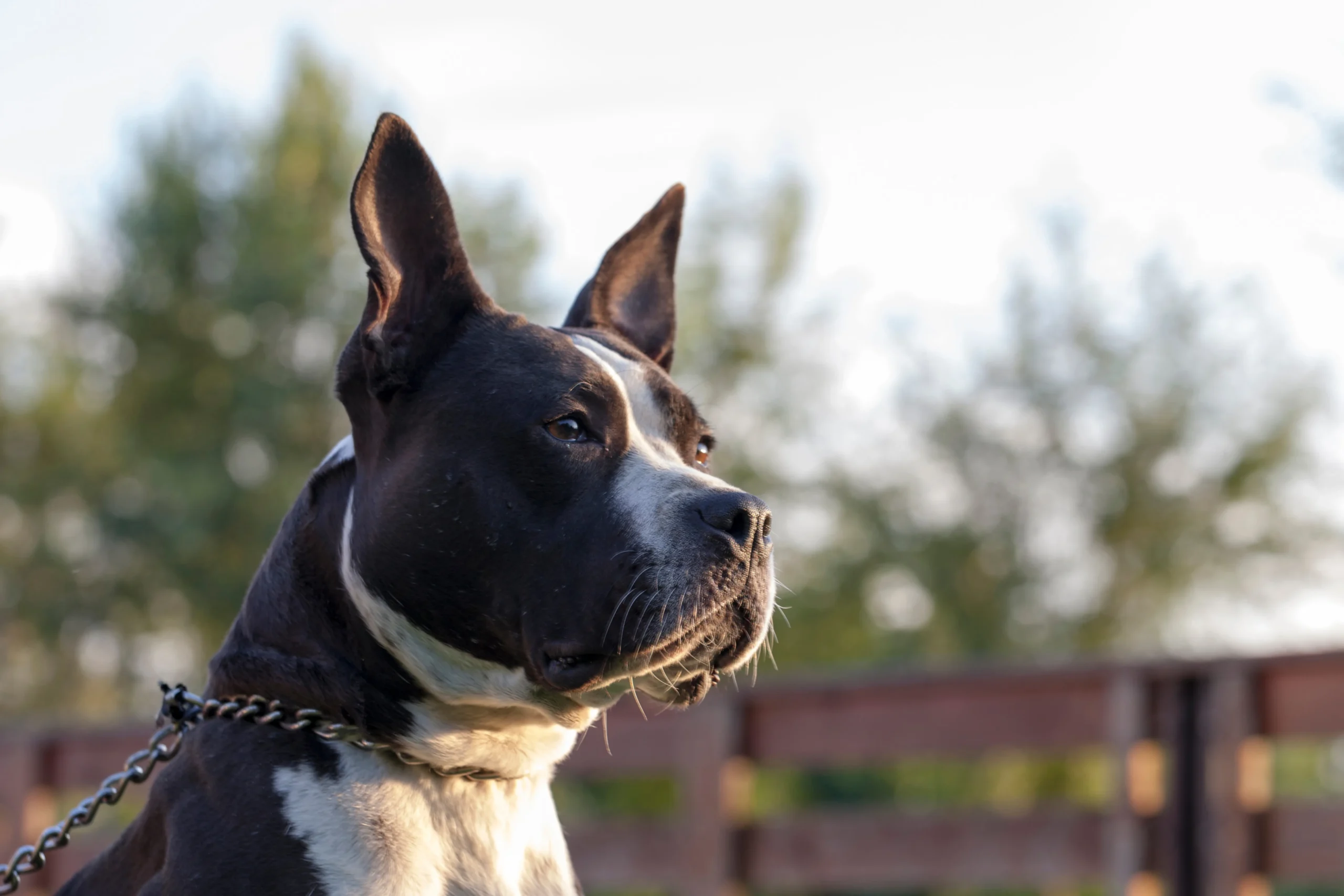 Australian Cattle Dog Pitbull Mix