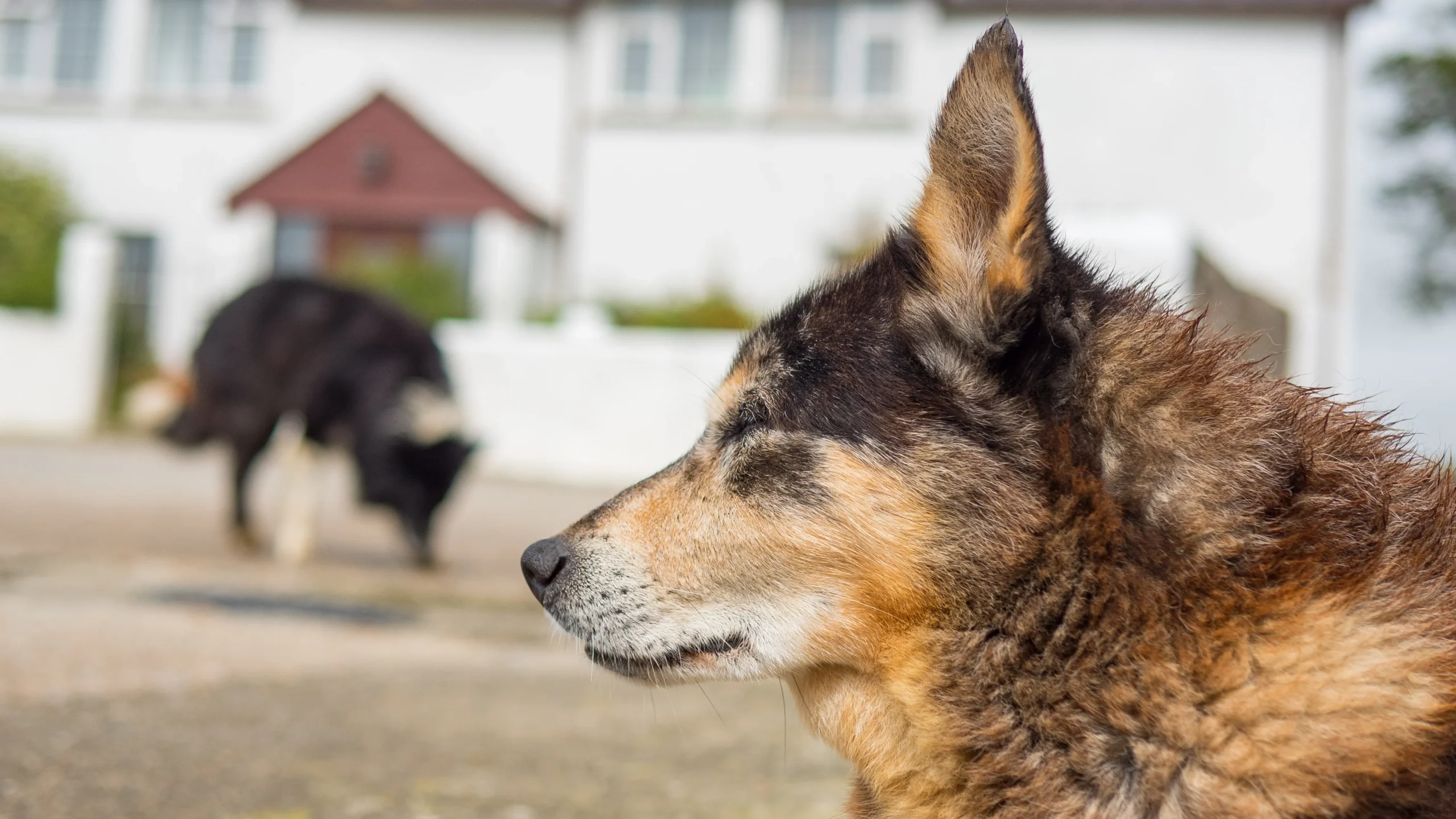 Top 10 Most Protective Dogs guard a house