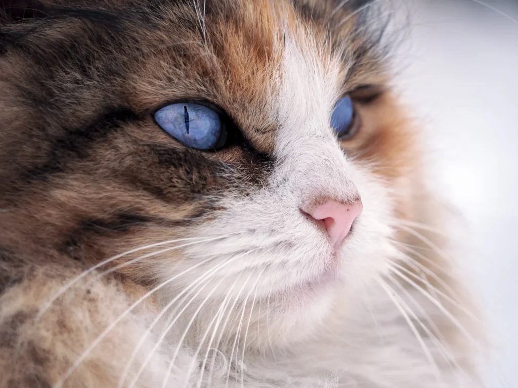 A close-up shot focusing on the deep sapphire blue eyes of a brown Ragdoll, with the warm brown fur in the background.