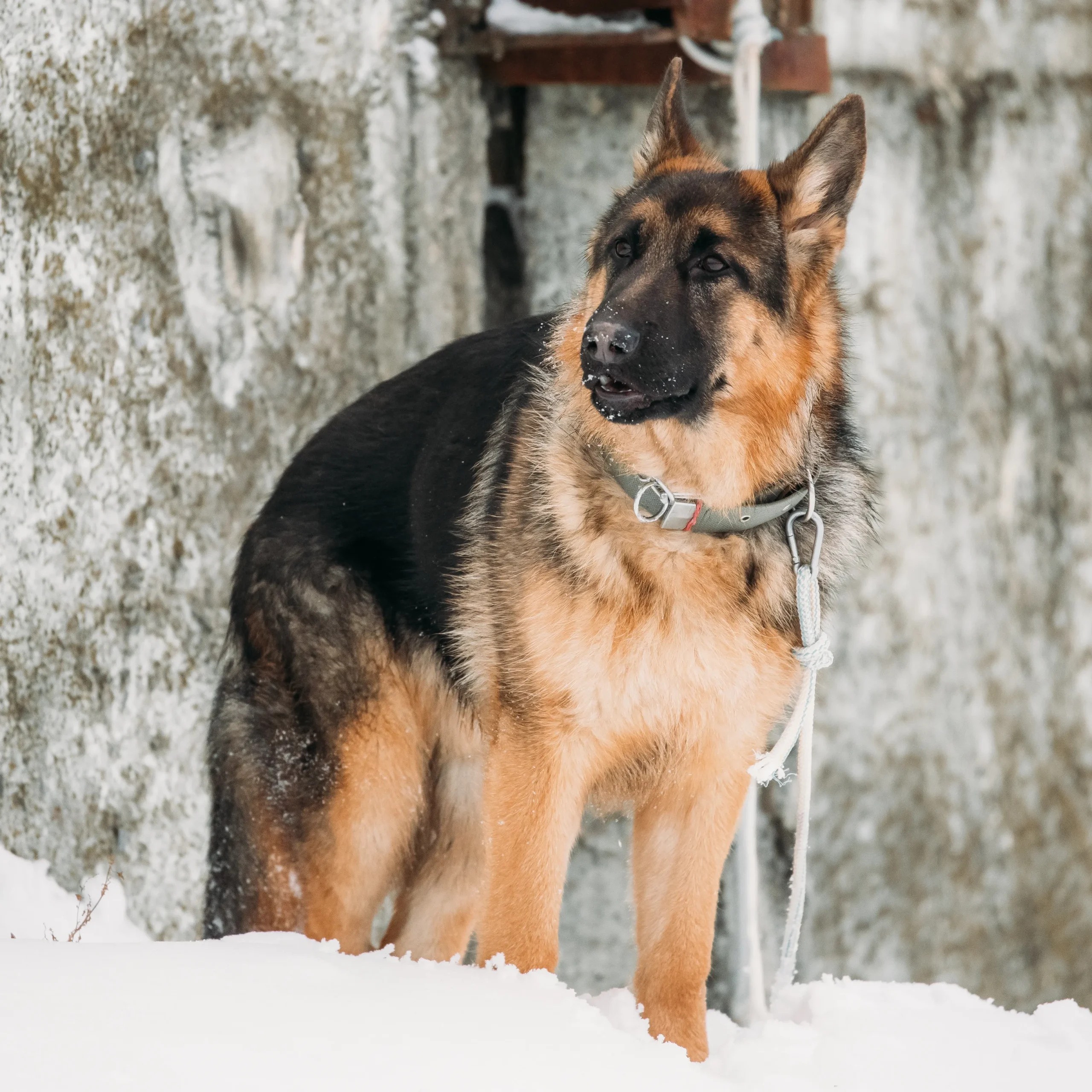 A german shepherd standing proudly