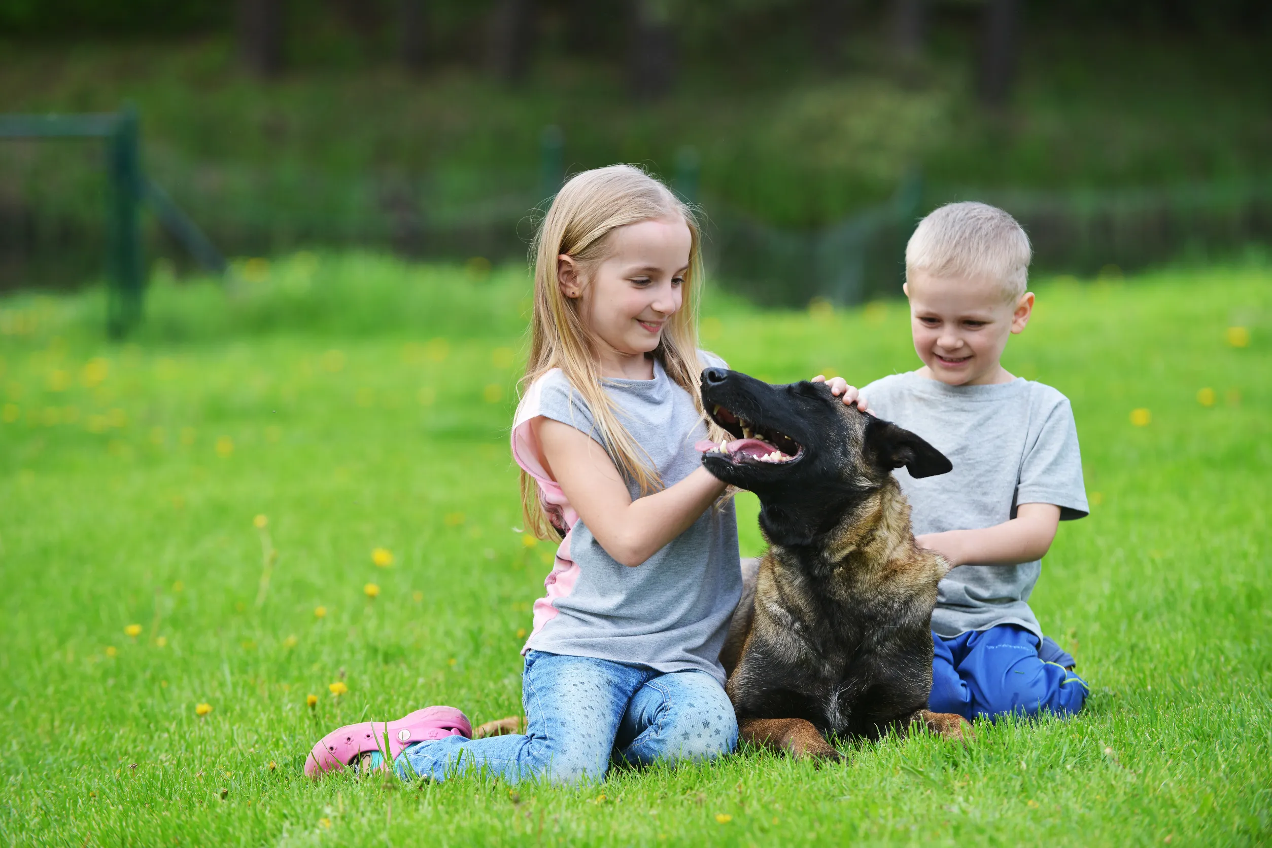 Black Colored German Shepherd playing with children.