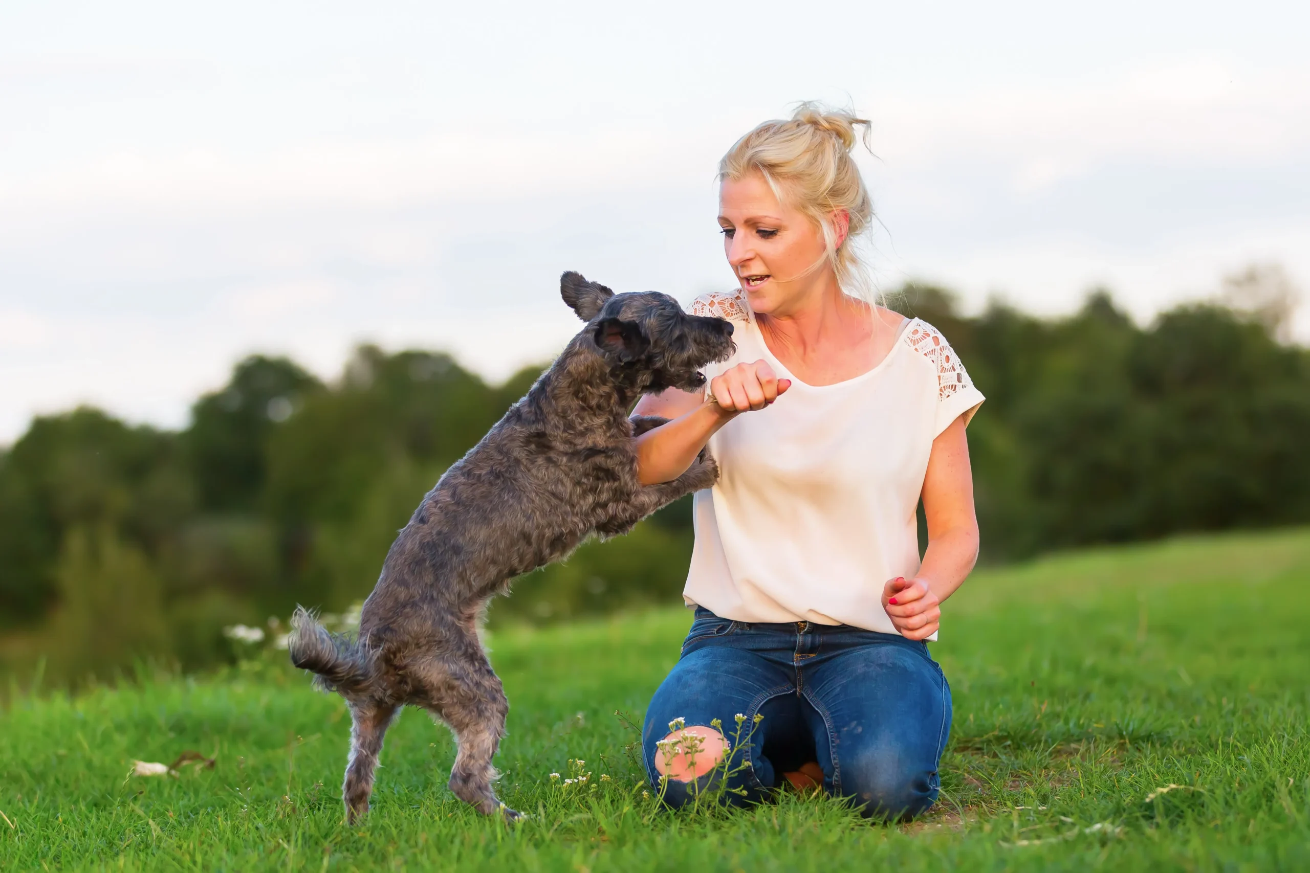 Australian Cattle Dog Pitbull Mix playing with it's owner