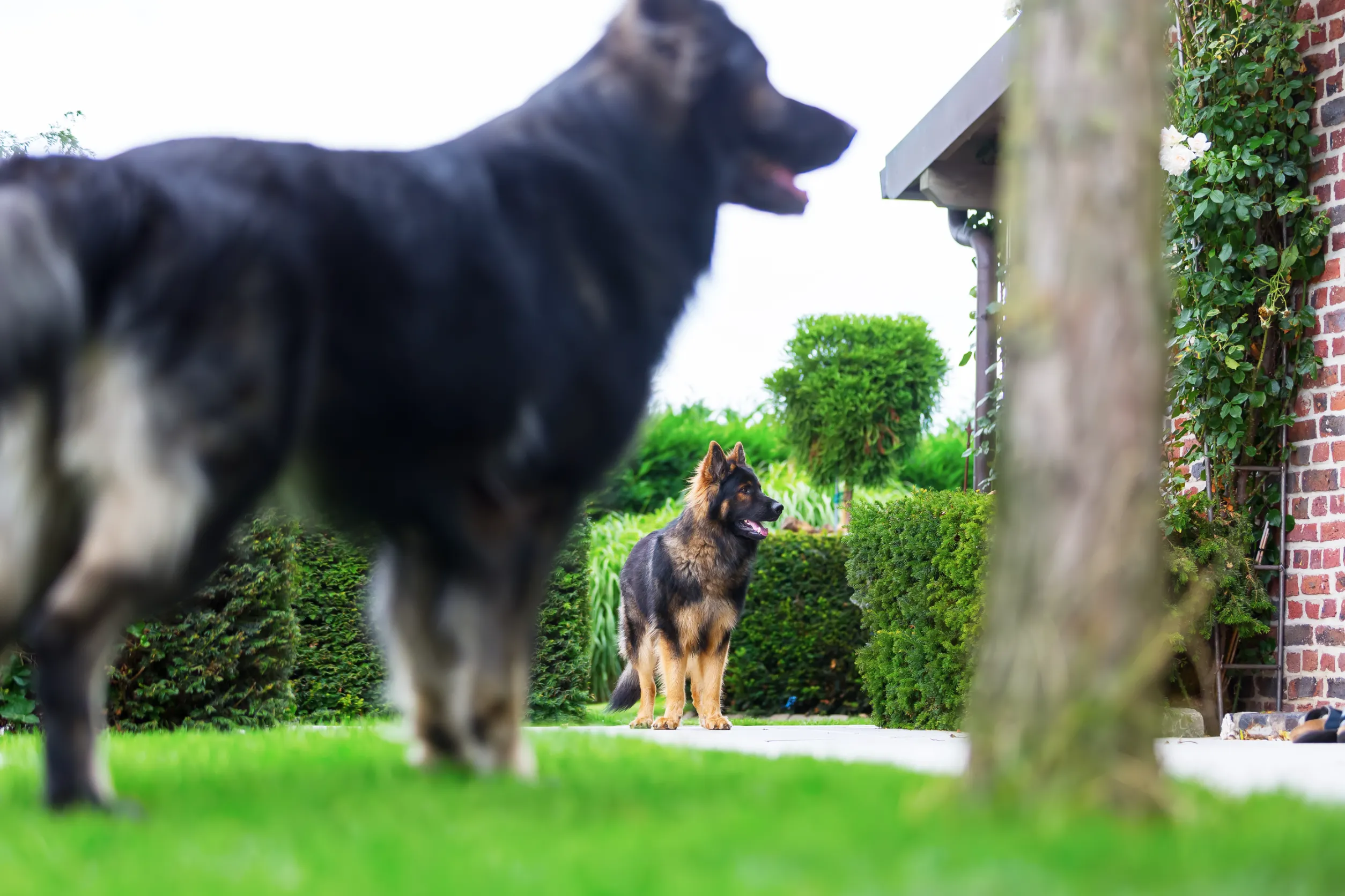 Living indoor and outdoor place for german shepherd black