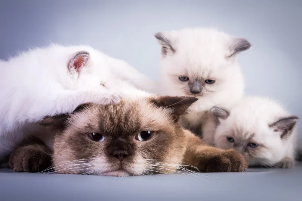 A side-by-side comparison of different brown Ragdoll cats with varying coat shades, from light to dark brown.