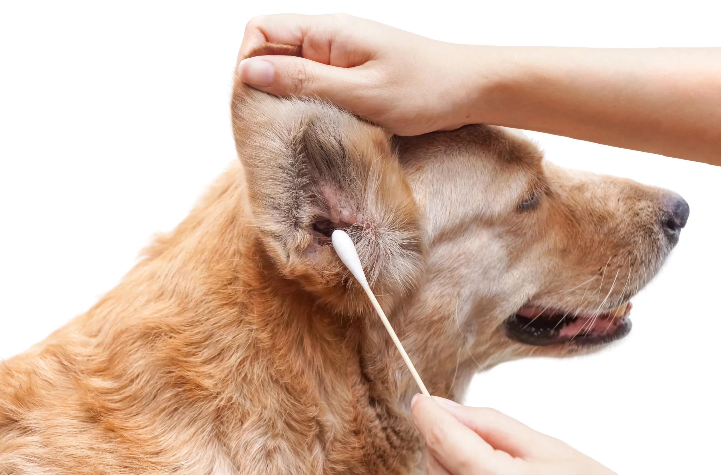 A proper grooming of argentine Pitbull