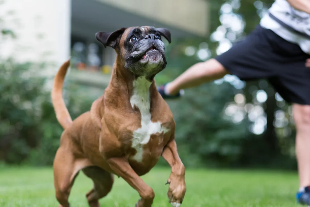 Boxer playing 