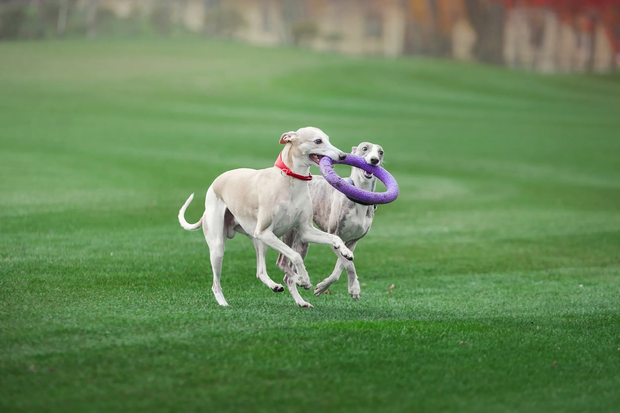 Activity of Argentine Dogo Mix Pitbull