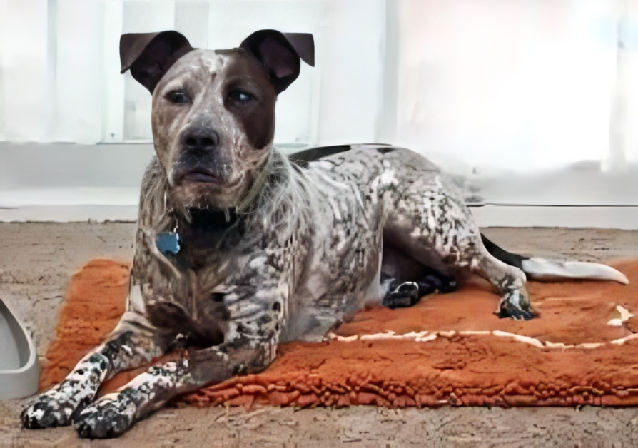 Australian Cattle Dog Pitbull Mix