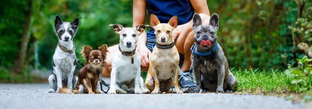 Different coat colors of medium size Australian Cattle Dog Pitbull Mix