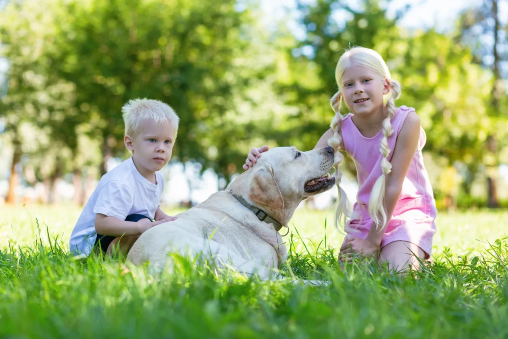 Hnaling Argentine dogo pitbull mix by children