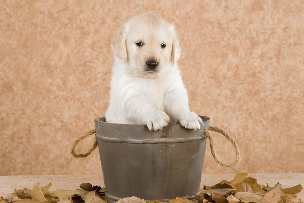 Mini golden retriever in bucket