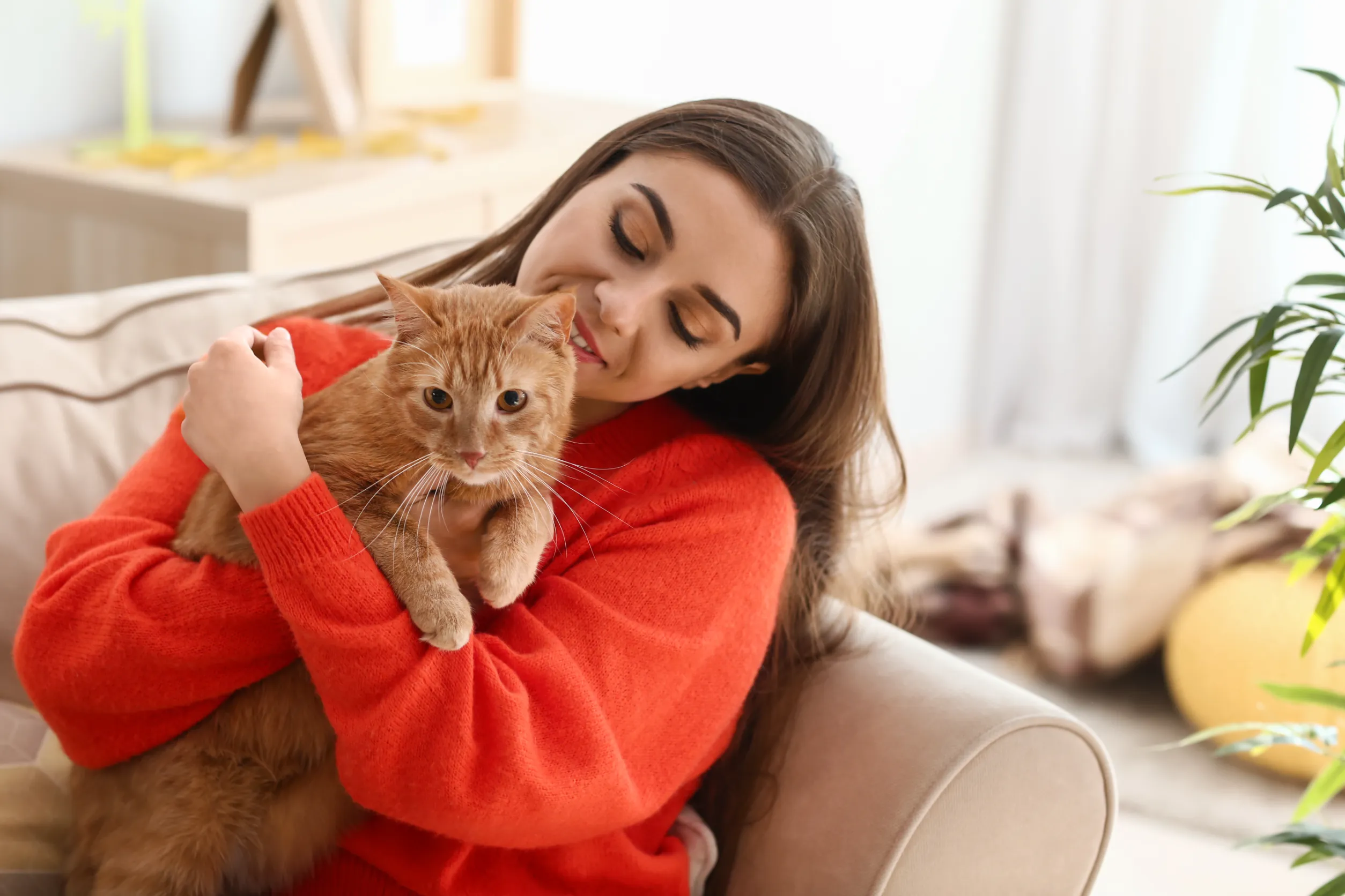 Friendly behavior of Cinnamon Ragdoll cat